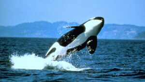 orcas saltando para fora d'água