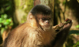 Macaco aprende a abrir coco usando pedra no Jalapão; assista