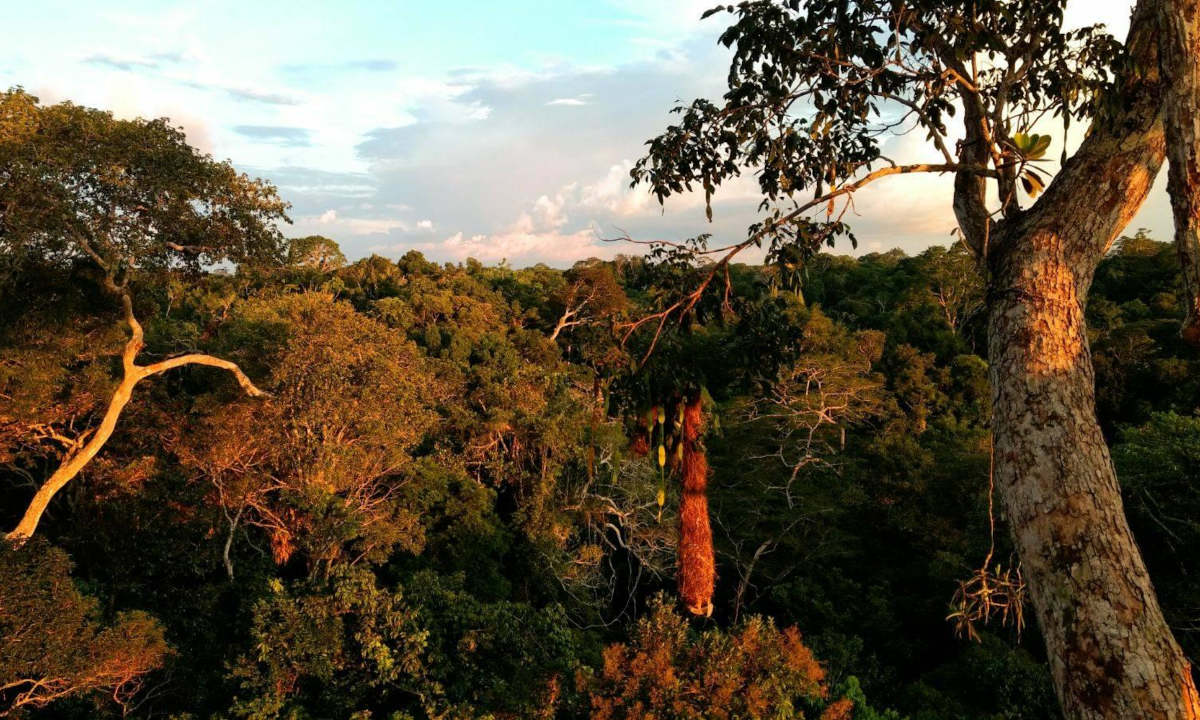 Árvores do Sul da Amazônia têm maior probabilidade de morrer com a seca