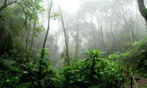 Árvores do Sul da Amazônia têm maior probabilidade de morrer com seca