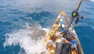 GoPro registra ataque de tubarão a caiaque no Havaí; assista
