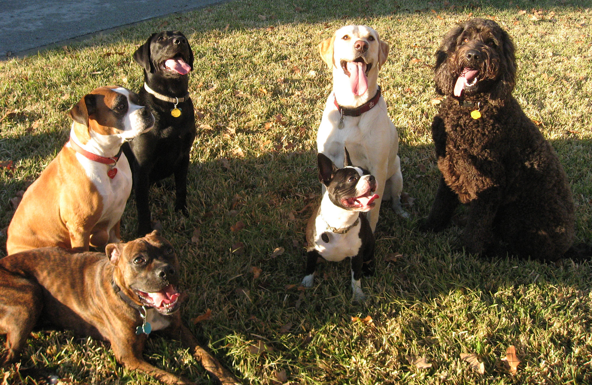 grupo de cachorros de diferentes raças em gramado