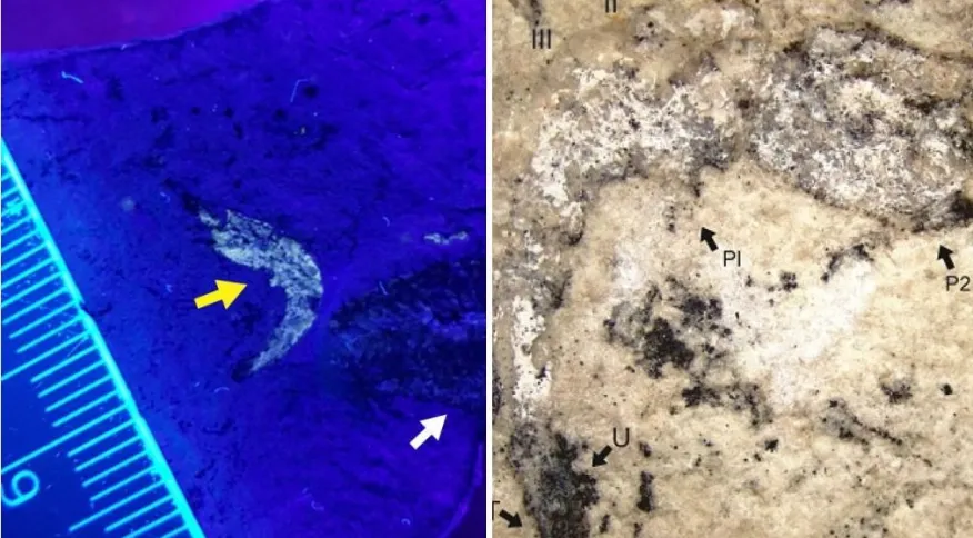 Pesquisadores descobrem fóssil de camarão com 90 milhões de anos no Piauí