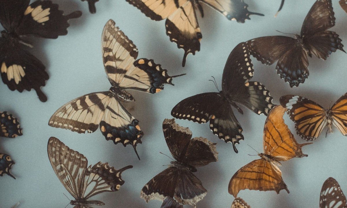Cientistas constroem árvore genealógica com 2,3 mil espécies de borboletas