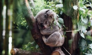 Por que a Austrália está vacinando coalas contra a clamídia