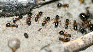 Colônias de formigas na Austrália se fingem de mortas para escapar de predadores
