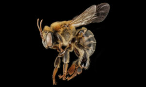 Mapeamento de abelhas e plantas pode ajudar a restaurar áreas degradadas na Amazônia