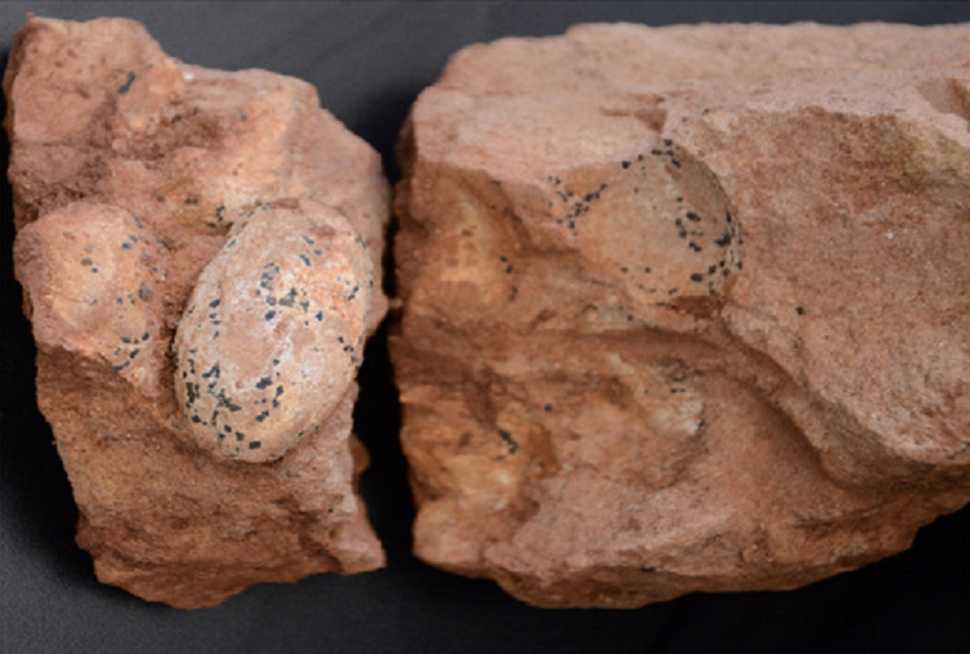 ovos fósseis encontrados em MG