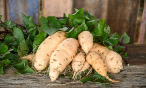 Pesquisadores desenvolvem batata-doce com quase o dobro de betacaroteno