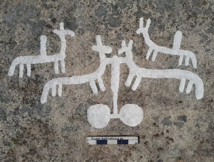 petróglifos de cavalos em rocha de granito na suécia