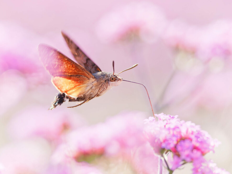 imagem de mariposa-esfinge-colibri, concurso de fotografias de insetos