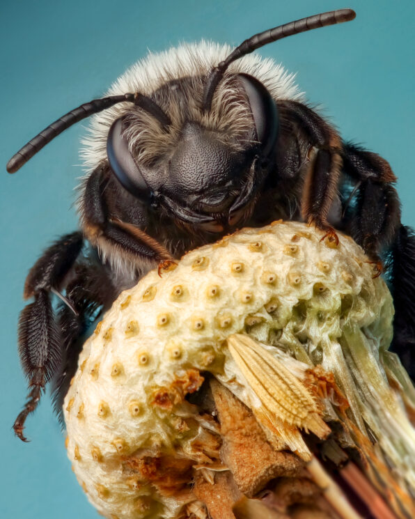 imagem de abelha (Andrena cineraria)