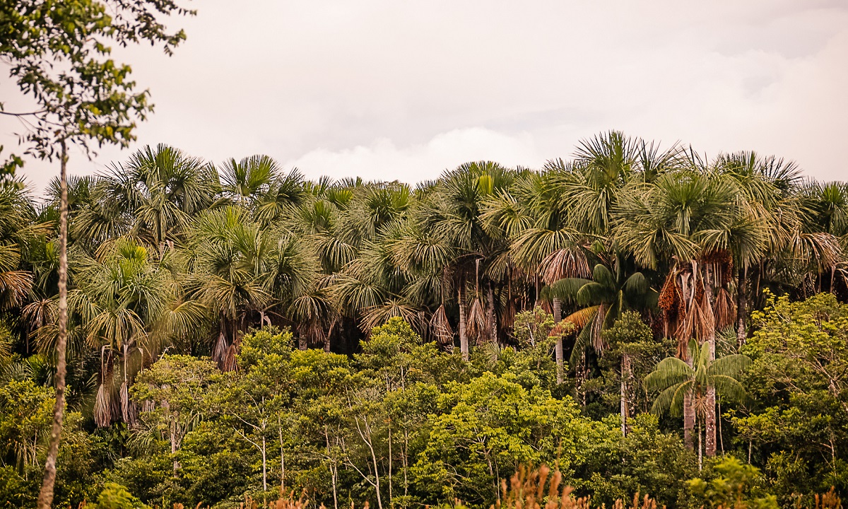 Bioespuma de folha de buriti da Amazônia pode substituir o isopor