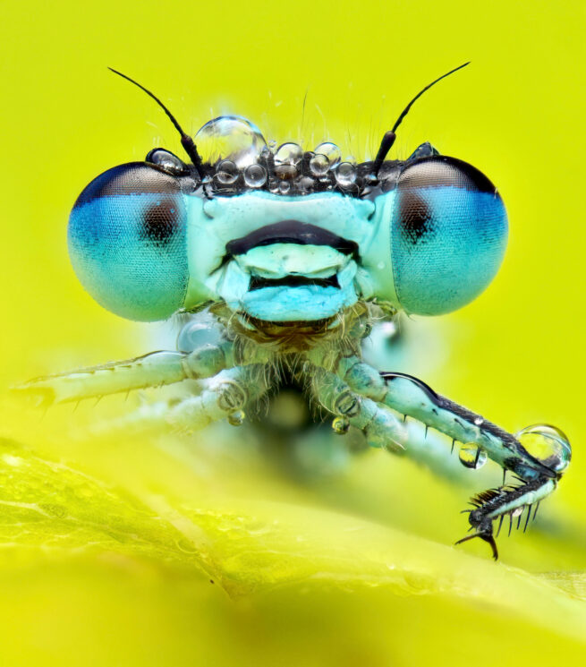 imagem de donzelinha de cauda azul, concurso de fotografia de insetos