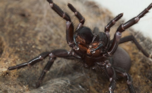 aranha australiana Hadronyche valida que adapta seu veneno