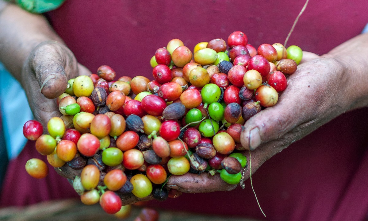 Chegada do El Niño pode dobrar o preço do café, chocolate e açúcar