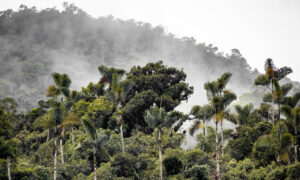 Cientistas do Brasil e da França vão reconstituir história climática da bacia amazônica e do Nordeste