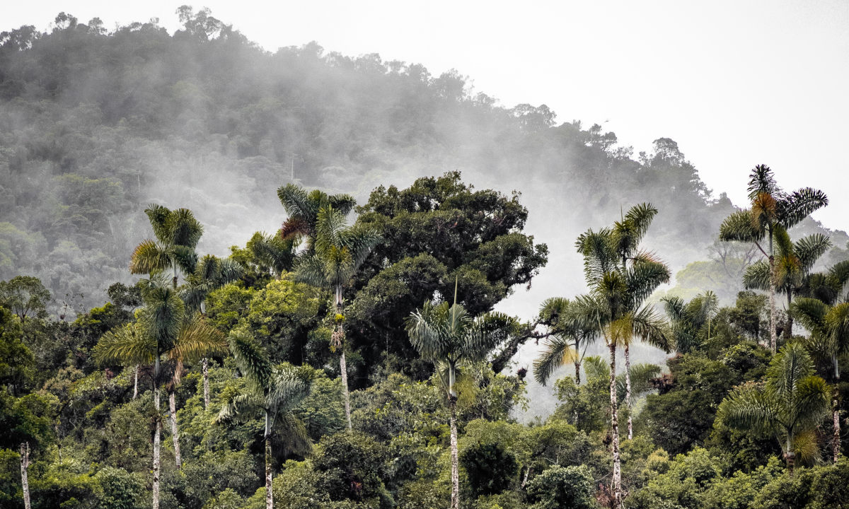 Cientistas do Brasil e da França vão reconstituir história climática da bacia amazônica e do Nordeste