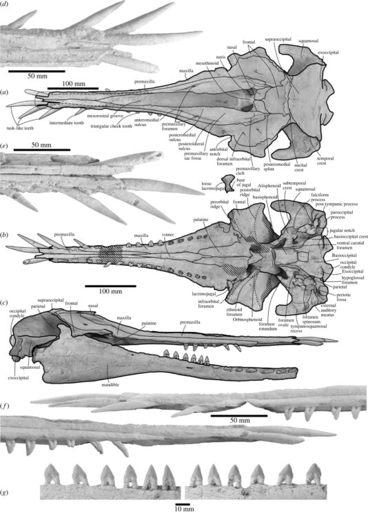 cranio do golfinho pré-histórico