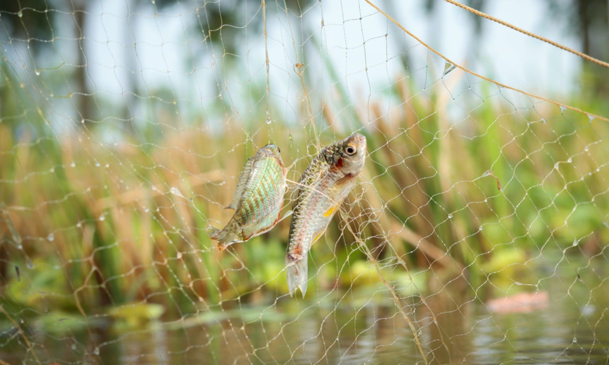 Criação de peixes pode abastecer pesca em reservatórios e aumentar oferta de proteína no semiárido