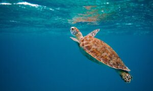 foto de tartaruga, dia mundial dos oceanos