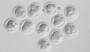 embriões humanos de experimento anterior, OHSU Photos
