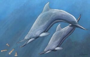 ilustração de golfinho com presas nova zelandia