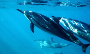 Mãe golfinho faz "voz de bebê" para se comunicar com filhotes; ouça