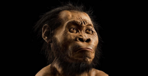 reconstrução artística do rosto de um homo naledi