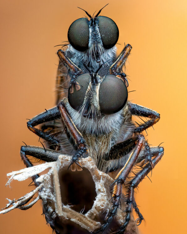 imagem de duas moscas acasalando, macrofotografia
