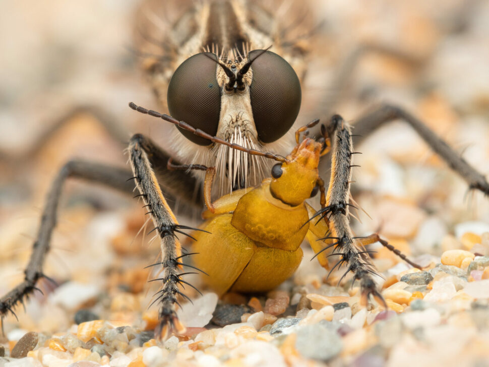 fotografia de mosca e besouro