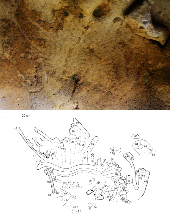 fotografia e esquema de gravuras encontradas na caverna francesa