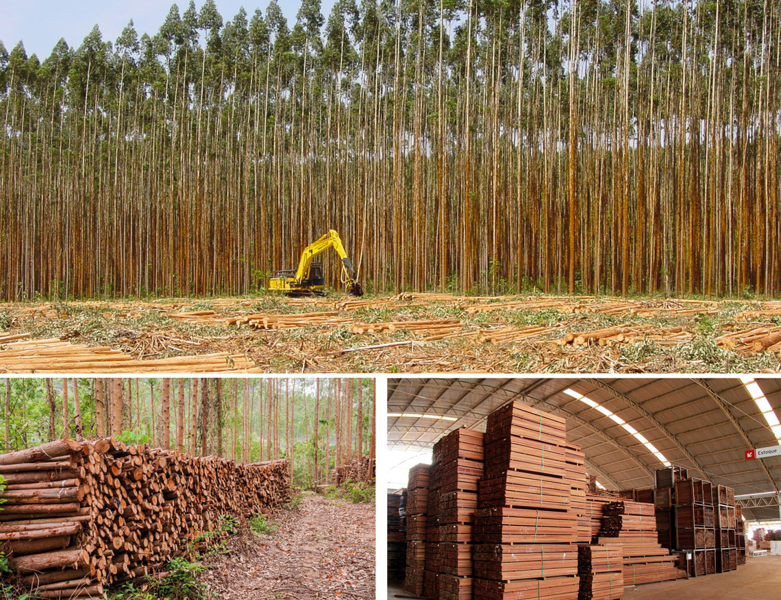 No alto, colheita mecanizada de eucalipto; acima, toras armazenadas na floresta e lotes de madeira prontos para exportação. 
