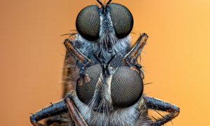 Casal de moscas leva prêmio inglês de fotos de inseto; confira outras imagens