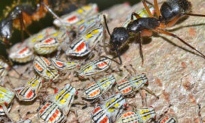 Mudanças na paisagem podem afetar dispersão e genética de formigas no Cerrado