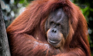 Orangotangos fazendo beatbox? Estudo mostra essa habilidade de sons