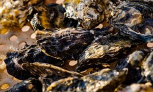 Pesquisa encontra concentração de glitter em ostras e mariscos de SC