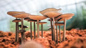 foto de fungos cogumelos em floresta