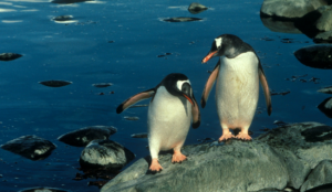fotografia de uma dupla de pinguins-gentoo em rochas à beira do mar