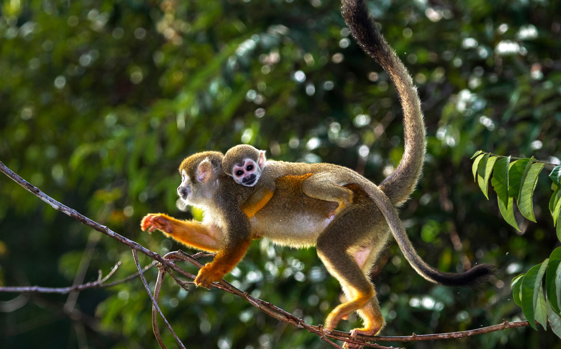 A espécie Saimiri cassiquiarensis de macaco-de-cheiro foi reconhecida em 2009. 