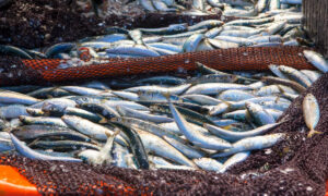 Sobrepesca e degradação causaram declínio de ecossistemas do Oceano Atlântico Sul