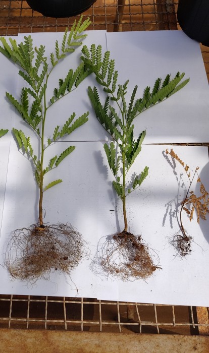 Tamanho das raízes de Peltophorum dubium; da esquerda para a direita: 100% TPA, 20% TPA e solo-controle