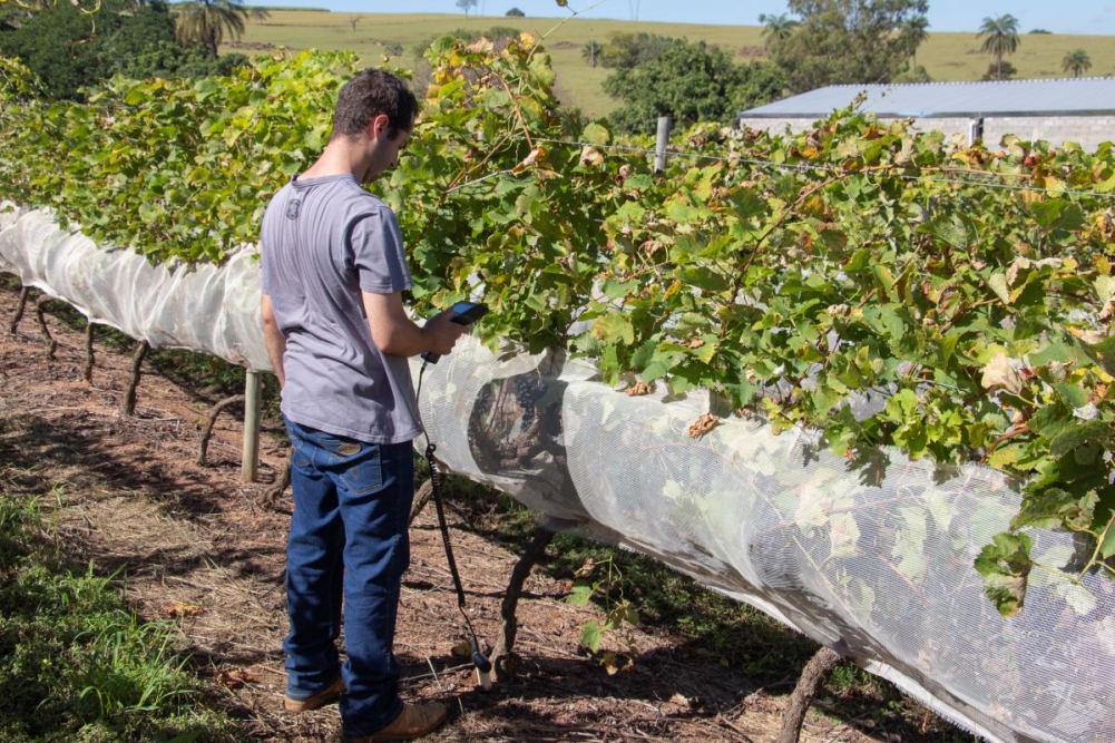 O aluno de graduação Victor Gambardella faz medidas do solo na plantação de uvas Syrah da Casa Verrone. Agricultura de precisão permite gerir melhor o uso de água e fertilizantes