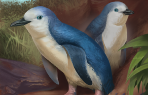ilustração de como seria o pinguim extinto recém-descoberto