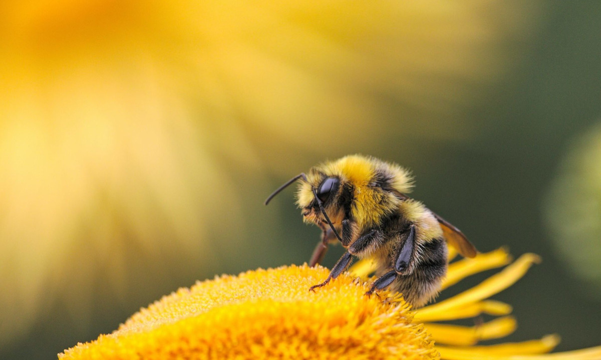 Abelhas europeias inibem adaptação de plantas e abelhas nativas a clima e agricultura
