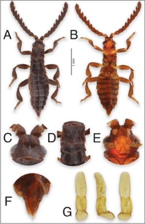 fotomontagem com diferentes estruturas do corpo do besouro alien