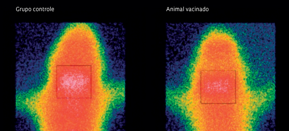 Imagens de cintilografia mostram menor concentração de um radiofármaco de estrutura e ação semelhantes ao da cocaína no cérebro de roedores imunizados com a vacina mineira (pontos rosa no centro da imagem) do que no grupo controle