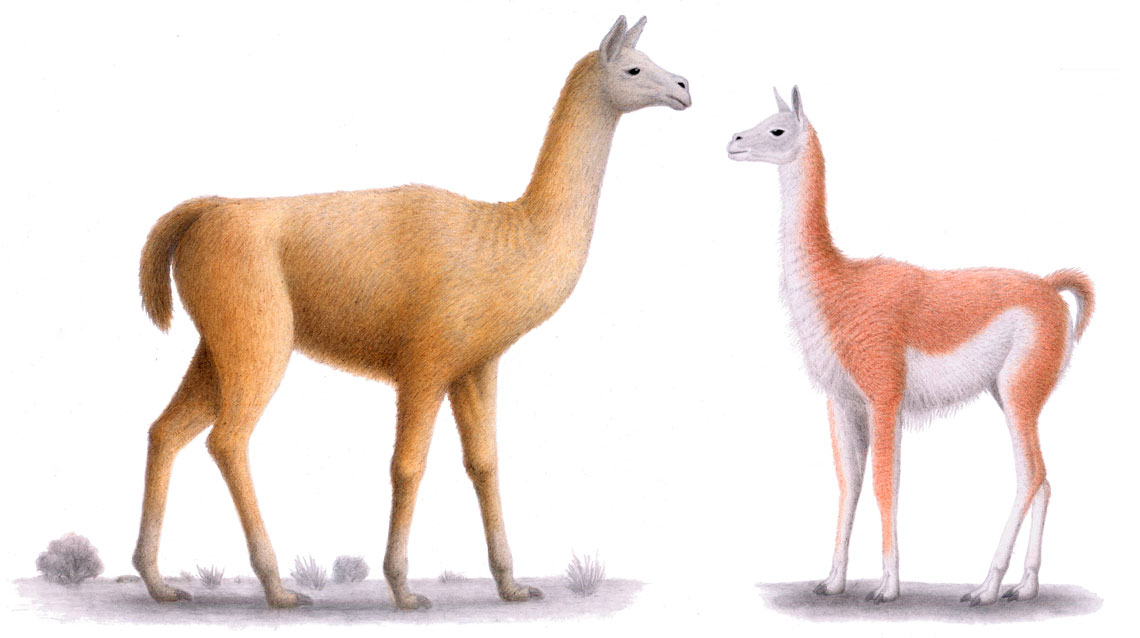 Ilustração de Hemiauchenia paradoxa e Lama guanicoe, camelídeos que no passado habitaram a região onde agora são os Pampas. 