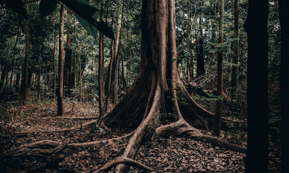 Estudo revela lacunas de pesquisas ecológicas no território da Amazônia brasileira