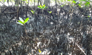 Eventos raros de dispersão por longas distâncias ajudam a manter estrutura genética de manguezais